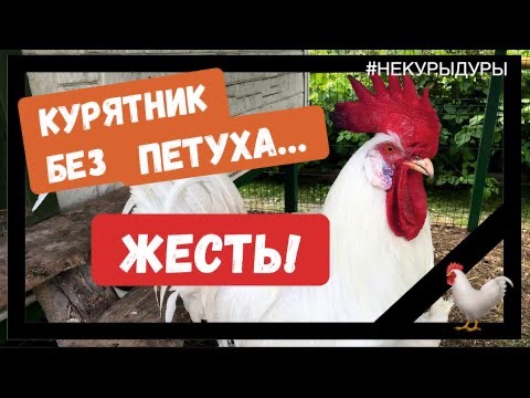 Расклёв. Почему куры клюют друг друга. смотреть онлайн
