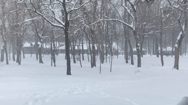 Звуки города и ветра в снегопад в парке 30-летия Победы. Краснодар смотреть онлайн