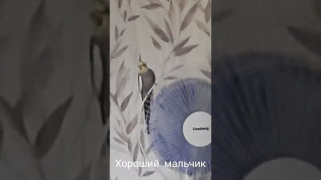 Корелла разговаривает (видео с дубляжом) смотреть онлайн