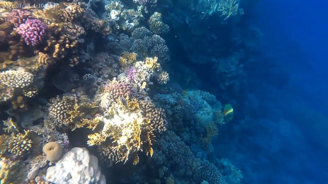 Риф у отеля Альбатрос смотреть онлайн