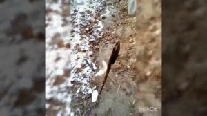 как правильно поставить сеть " мандавошку " дорожку" или каратышку " кастинговая сеть