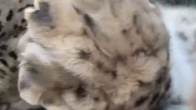 Snow Leopard Snuffles