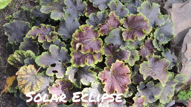 Осенний окрас листьев гейхерелла Solar Eclipse... сравнение окраса от места посадки смотреть онлайн