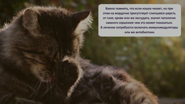 Ваша кошка простудилась 5 признаков Your cat has caught a cold 5 signs смотреть онлайн