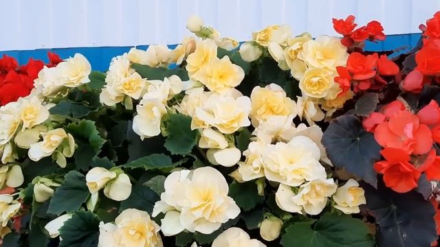 ВЕЛИКОЛЕПНЫЕ БЕГОНИИ СОЛЕНИИ СВЕТЛАНЫ. смотреть онлайн