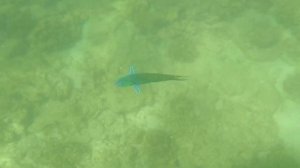 Снорклинг в Тайланде, на Краби