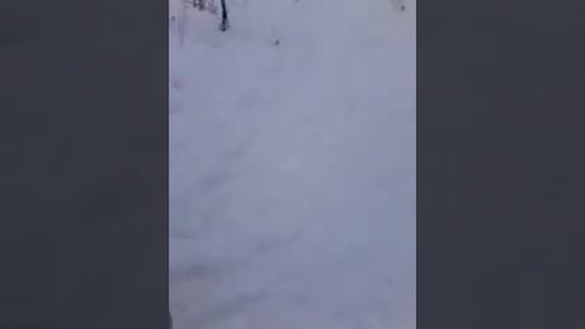 Как собаки пристают смотреть онлайн