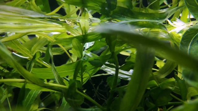 НЕРЕСТ АНЦИСТРУСОВ И УХОД ЗА МАЛЬКАМИ смотреть онлайн