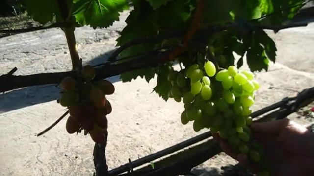 сигналки винограда Богема и Столетие 2020р смотреть онлайн