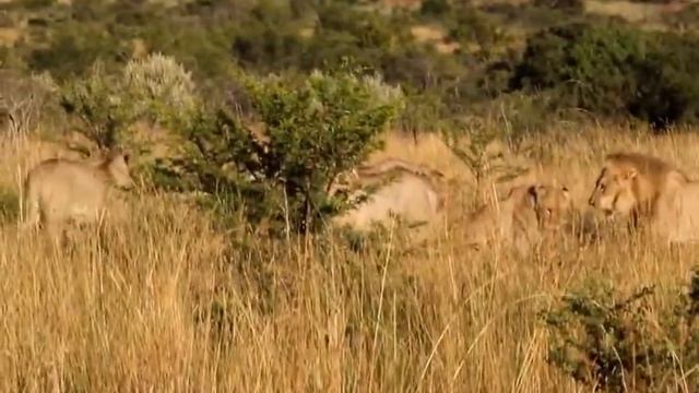 Шерлар жанги