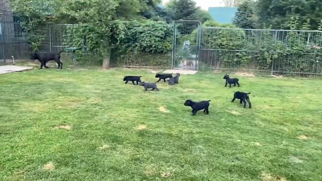 Взрослый кане корсо Кинг играет с щенками! смотреть онлайн