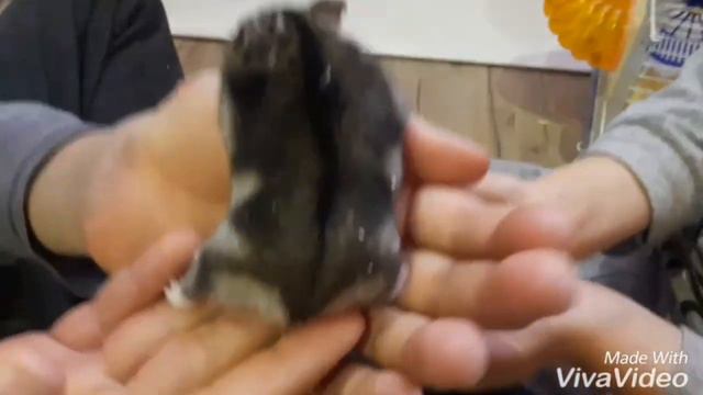 Переезд в Краснодар.Завели хозяйство)) смотреть онлайн