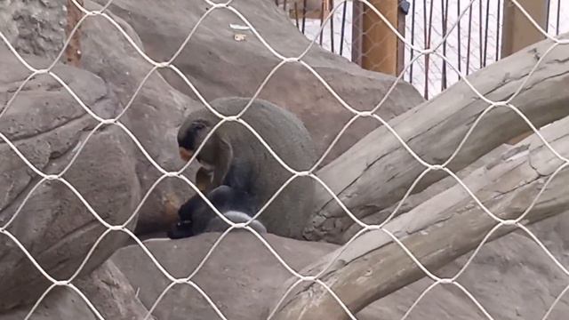 Мартышка Бразза смотреть онлайн