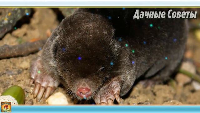 Как избавиться от КРОТА НА ДАЧЕ самым ПРОСТЫМ и ЭФФЕКТИВНЫМ способом Дачные ХИТРОСТИ смотреть онлайн