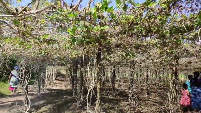 A day in village || கிராமத்தில் ஒரு நாள் || Nila papa's day of enjoyment смотреть онлайн