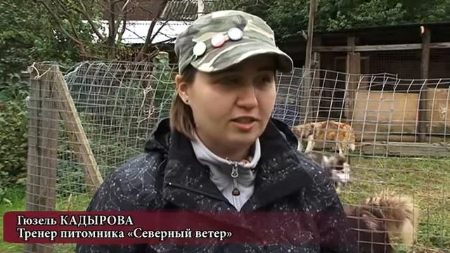 Пушкино. Питомник «Северный Ветер» За Смайловскую!!! смотреть онлайн