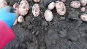 Картофель на укрывной материале. Гала, Славянка, Командор, Гранада, кор. Анна, Маями, Пов просторов