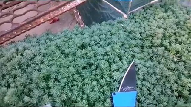 как сделать ВЕЧНЫЙ ТЕРАРИУМ смотреть онлайн