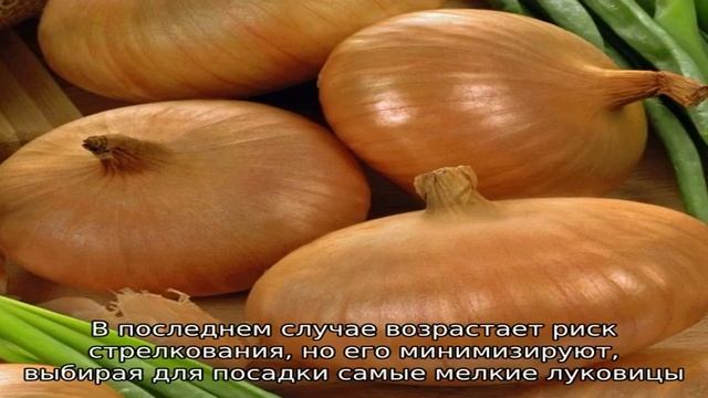 Высокоурожайный и устойчивый к холодам сорт лука Штутгартер Ризен смотреть онлайн