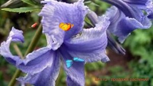 Клематис борщевиколистный Кассандра ? обзор: как сажать, саженцы клематиса Кассандра