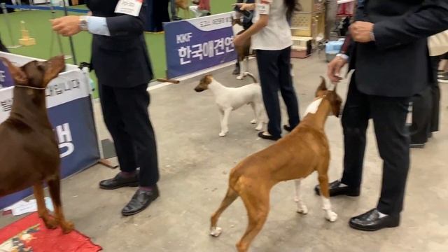 Большая выставка собак в Корее 2021/KOREA FCI & FCI A20, KKF DOG SHOW/KOREA VLOG