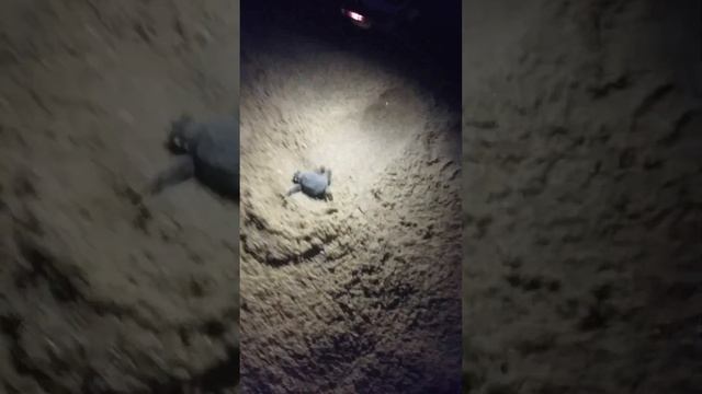 Guiding Turtle Hatchlings To Towards The Sea