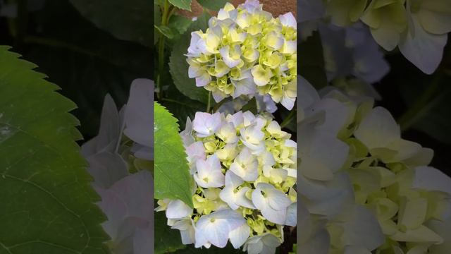 Memorial Day Endless Summer Hydrangea #hydrangea #garden #rose #davidaustinroses #memorialday смотреть онлайн