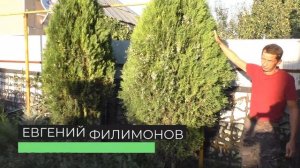 Туя восточная книжка Сезон осень 2020 года (Обзор) питомник Хвойный дворик