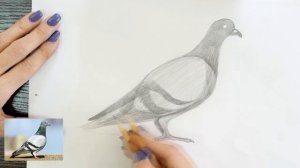 Как нарисовать голубя карандашом | Рисунок для начинающих поэтапно