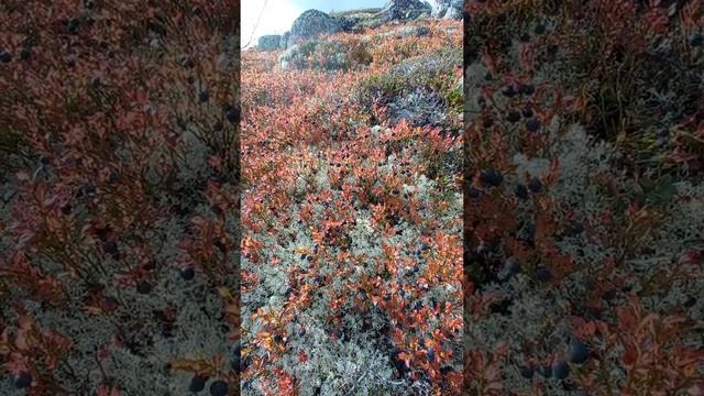 Черника в сентябре смотреть онлайн