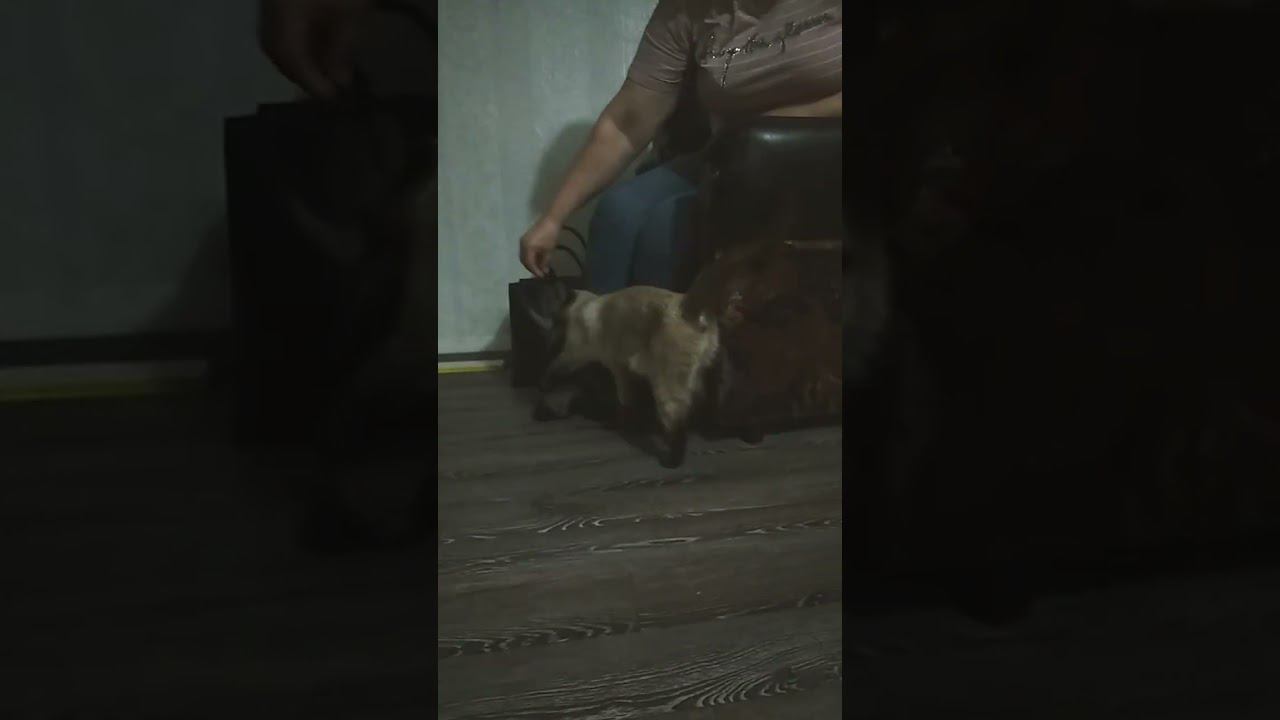 Мурка #cat #cute #shorts смотреть онлайн