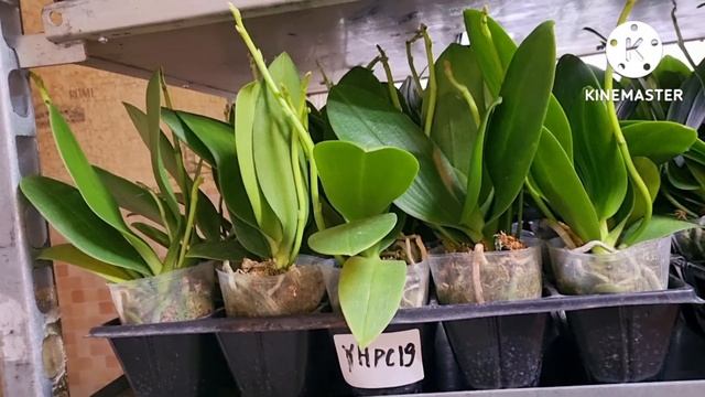 Поставка орхидей на цветоносах! Вариагатные в 1,7 и 2,5, black piano. Отправка почтой и сдэк. смотреть онлайн