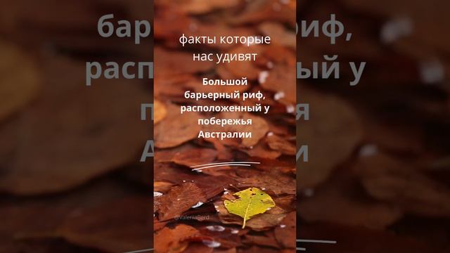 Большой барьерный риф #шортс #шортсы #шортсвидео #shortsvideo #shortvideo смотреть онлайн