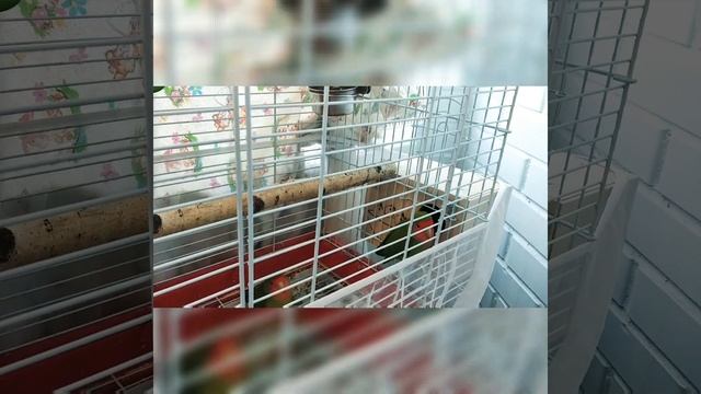 ПТЕНЦЫ!? Чем кормить НЕРАЗЛУЧНИКОВ смотреть онлайн