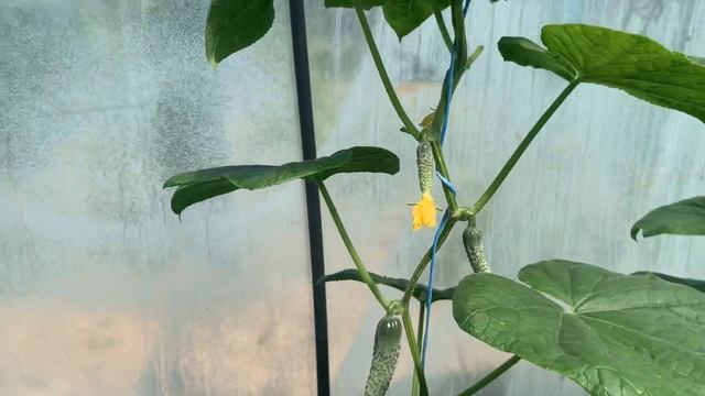 Обзор теплицы. Огурцы до поздней осени. Интересный способ выращивания огурцов. смотреть онлайн