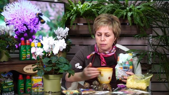 Неприхотливые цветы для сада ? ЛИАТРИС КОЛОСКОВЫЙ ? Посадка выращивание уход