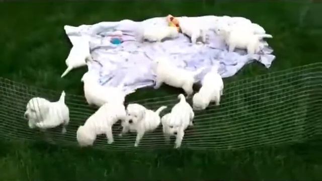 щенки лабрадора ретривера