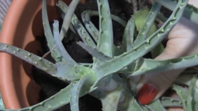 Посадка Алоэ.Как Посадить Алоэ.