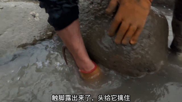 【赶海颠趴】冒雨盘坑，不料机子罢工，手动排水2小时，收获昂贵赤点石斑、响螺等 смотреть онлайн