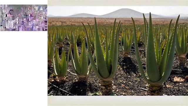 АУТОИММУННЫЕ ЗАБОЛЕВАНИЯ смотреть онлайн