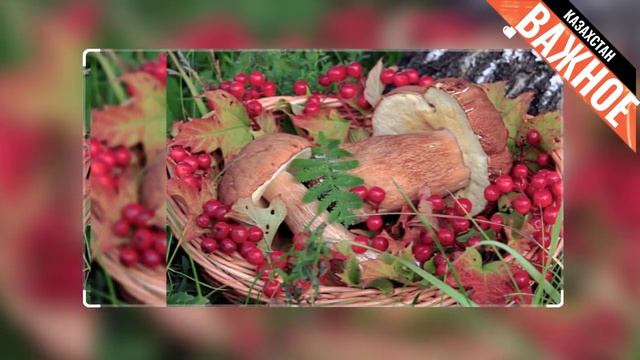 ШОК! КАЗАХСТАН вводит НАЛОГ на ГРИБЫ и ЯГОДЫ! КАЗАХИ в бешенстве! Куда смотрит ТОКАЕВ? смотреть онлайн