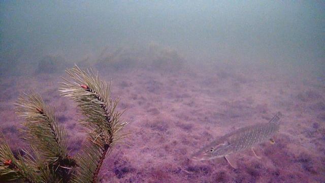 Щука Аргаяш смотреть онлайн