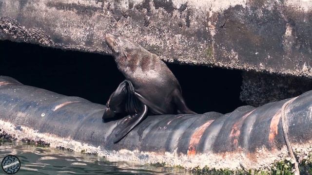One of THE BEST destinations to visit in South Africa! Langebaan! Western Cape смотреть онлайн