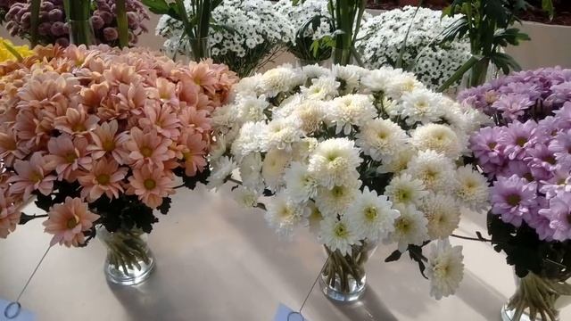 Хризантемы и тыквы на выставке в Аптекарском огороде. смотреть онлайн