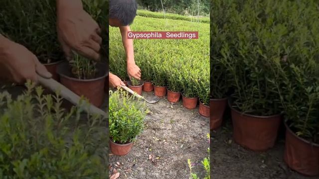 Gypsophila paniculata Seedlings #satisfying #short смотреть онлайн