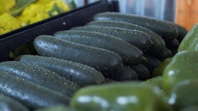 Три основные причины пожелтения листьев огурцов. Как бороться с пожелтение на огурцах. смотреть онлайн