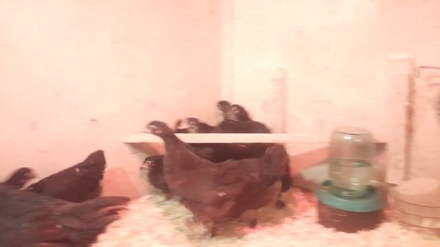 Любимая порода кур Маран