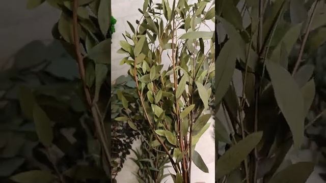 Виды стабилизированных эвкалиптов в наличии.