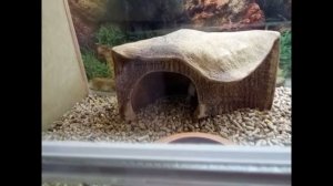 Классный зоомагазин! Где купить домашнего питомца Все для животных!| Cool pet store!All for animals