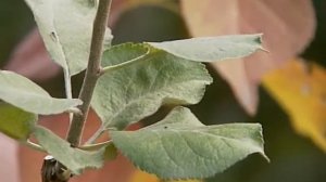 Садовые истории о корневой шейке и заглублении прививки